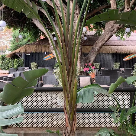 Benalbeach Apartment